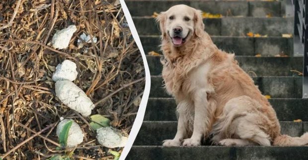 Куда исчезли с улиц белые собачьи фекалии: почему в 90-х их они были везде, а теперь нет