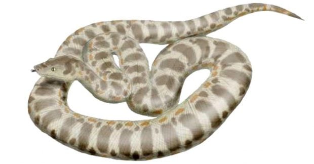 Биолог рассказал о крупнейшей змее в истории: она была длиннее автобуса