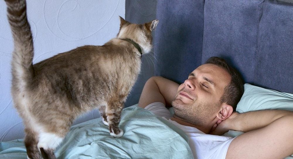 Почему кошки везде ходят за своими хозяевами: эксперты назвали неожиданные причины