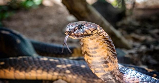 Под охраной яда: это гнездо строит одно из самых смертоносных животных в мире