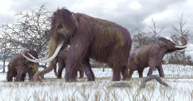 Таинственные символы на бивне мамонта могут быть древнейшими предшественниками письменности (фото)