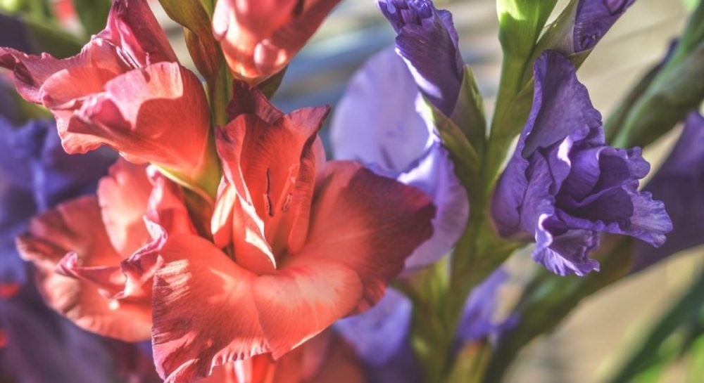 Этот цветок получил звание лучшего луковичного растения 2026 года