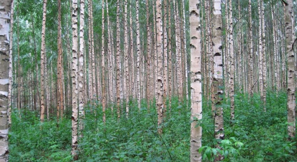 9 худших деревьев для сада: что не нужно сажать во дворе и какие альтернативы существуют