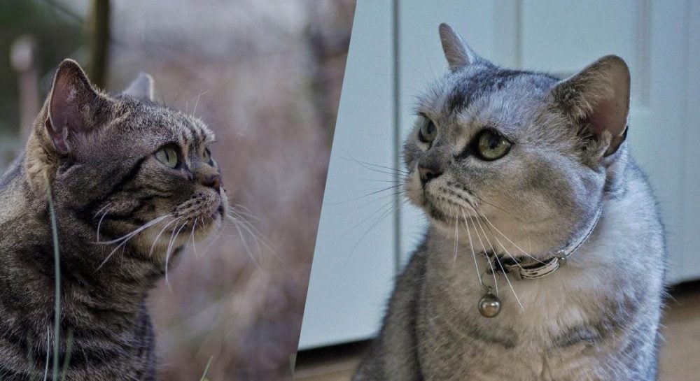 Эта порода кошек является самой редкой в мире из-за генетической мутации: о чем идет речь