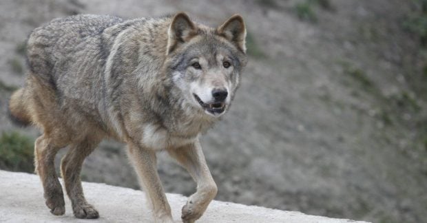 В Швейцарии отследили волка с помощью GPS: он сделал то, чего никто не ожидал