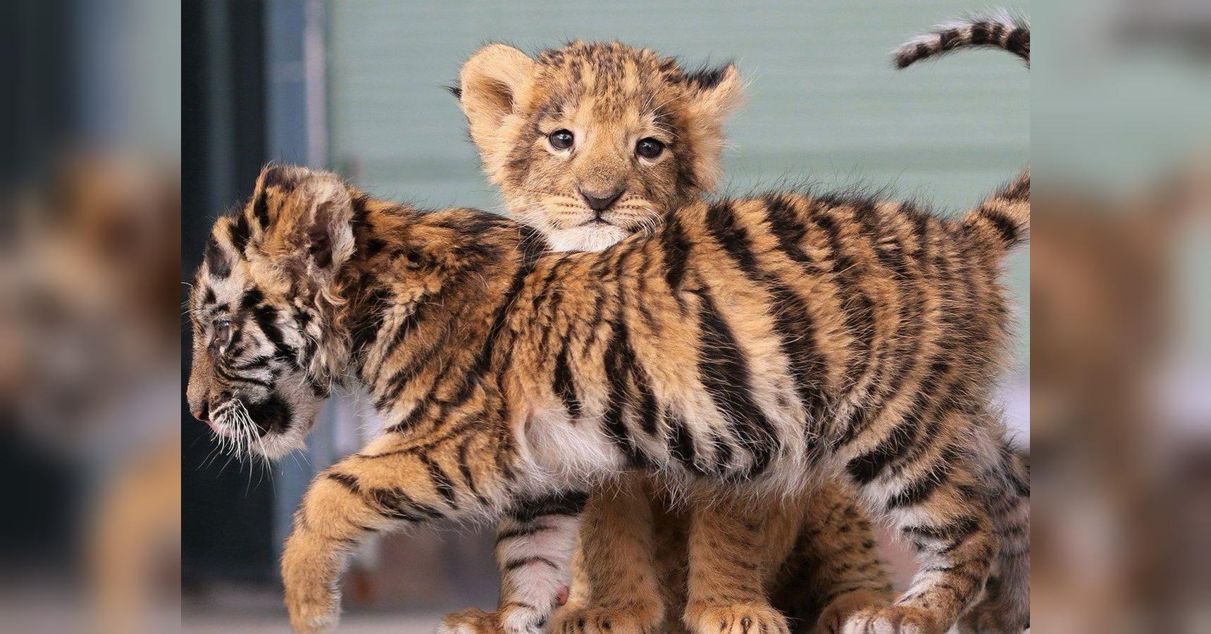 Левый тигр. Лев тигрица Тигрёнок. Амурский тигр маленький. Тигрята и львята тигры львы. Маленький Тигренок.