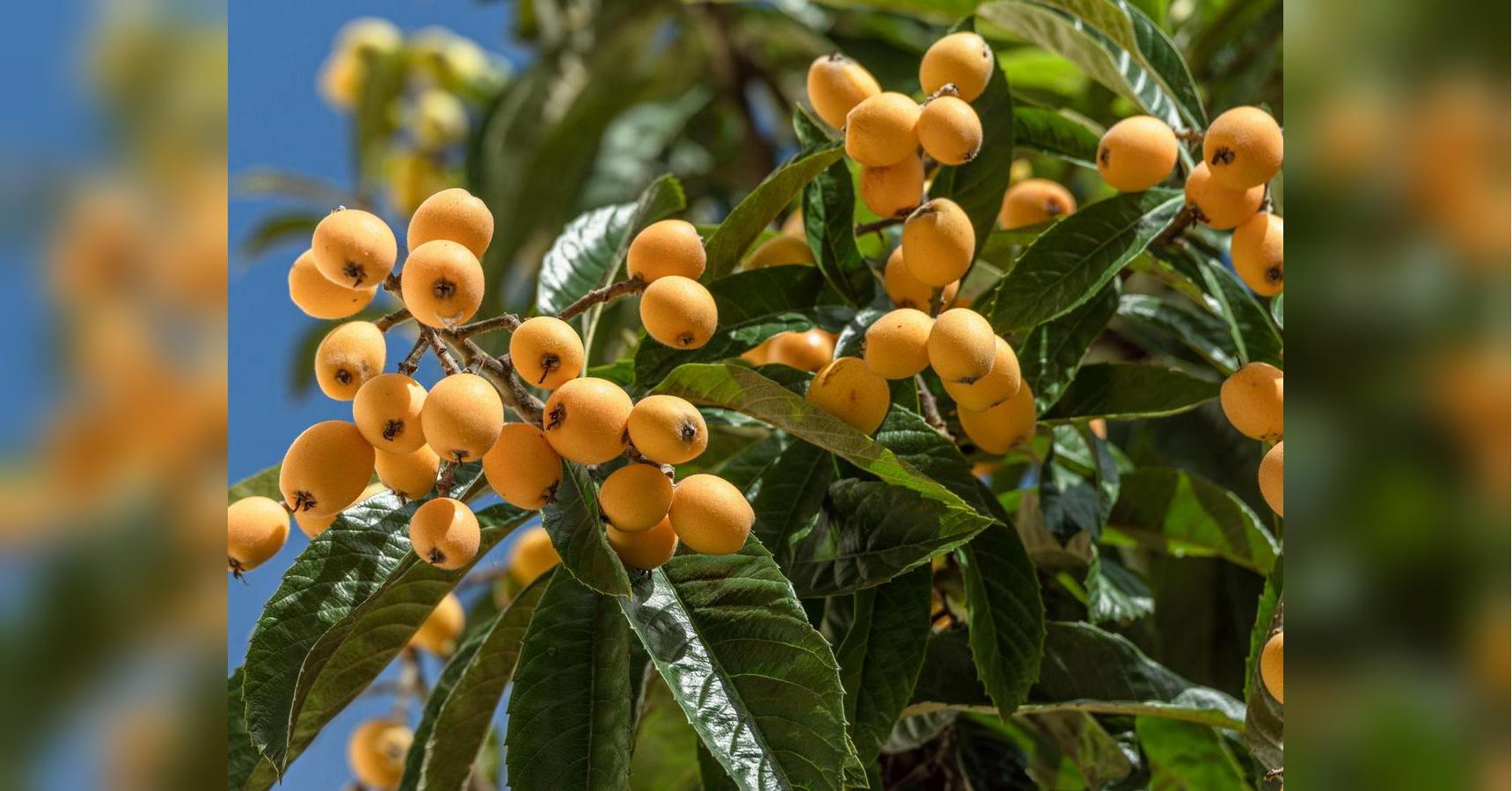 Не выбрасывайте этот фрукт: его едят «испорченным»
