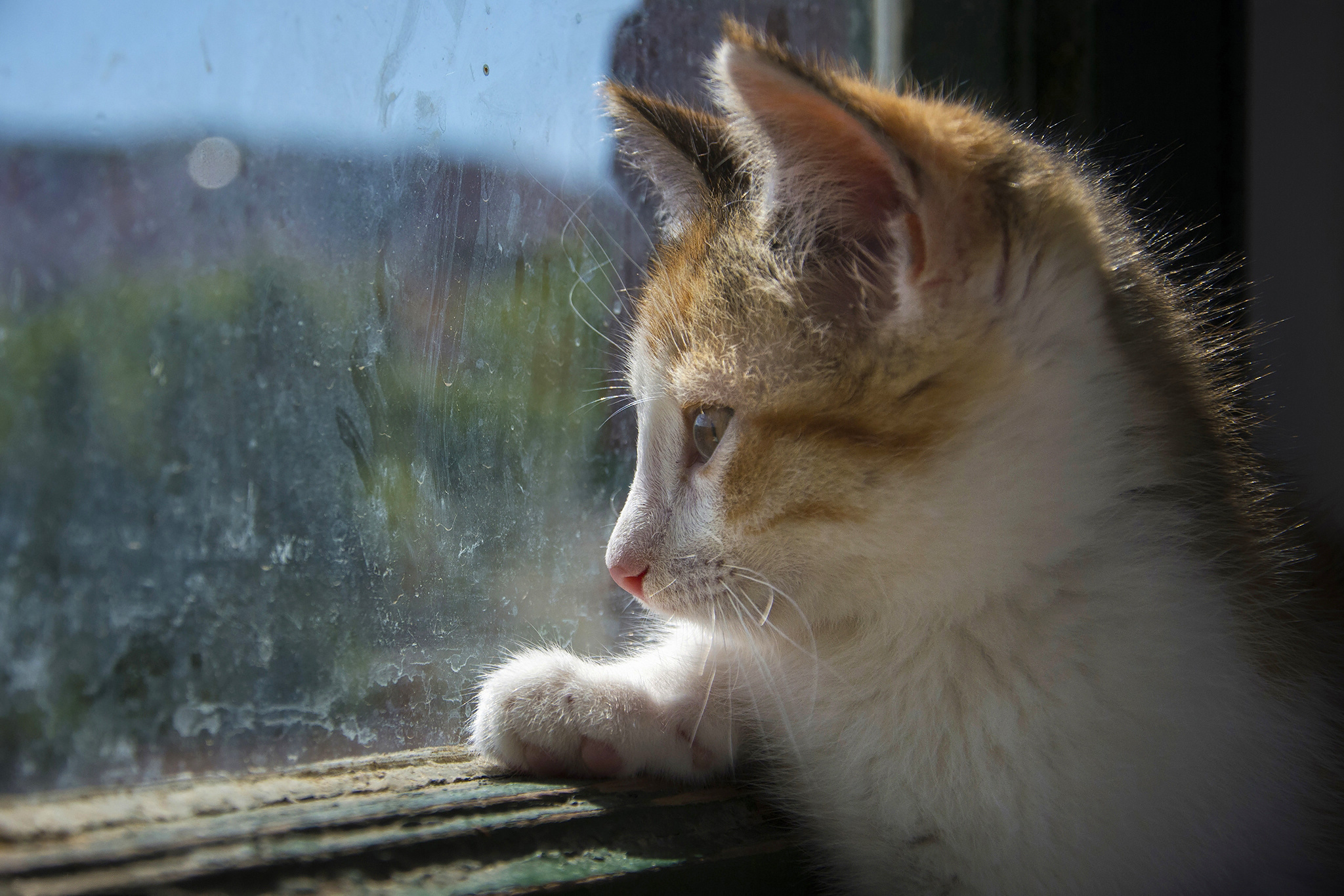Сам грущу. Кот скучает. Грустный кот у окна. Кот грустит. Котик ждет у окна.
