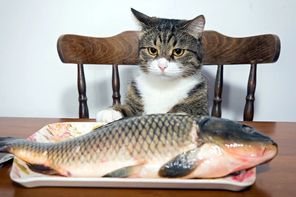 Медики назвали найкориснішу рибу для здоров'я