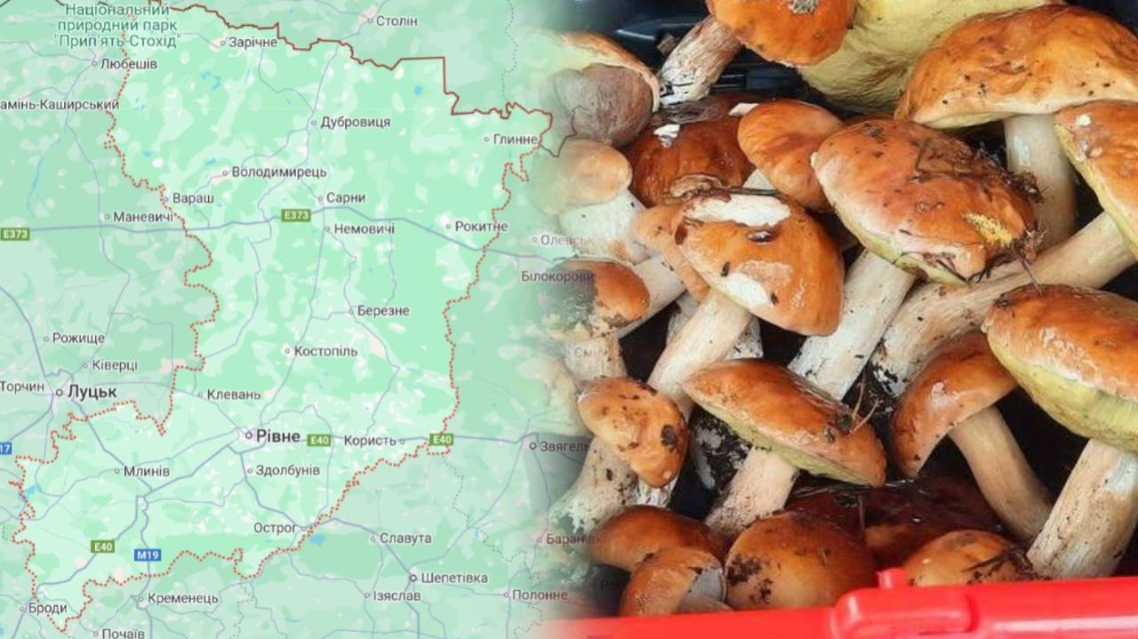 Є білі, опеньки та рижики: грибники Рівненщини «здали» три точки, куди йти з кошиками (ФОТО)