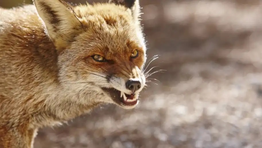 Скажена лисиця: На Рівненщині оголосили карантин у дев'яти селах