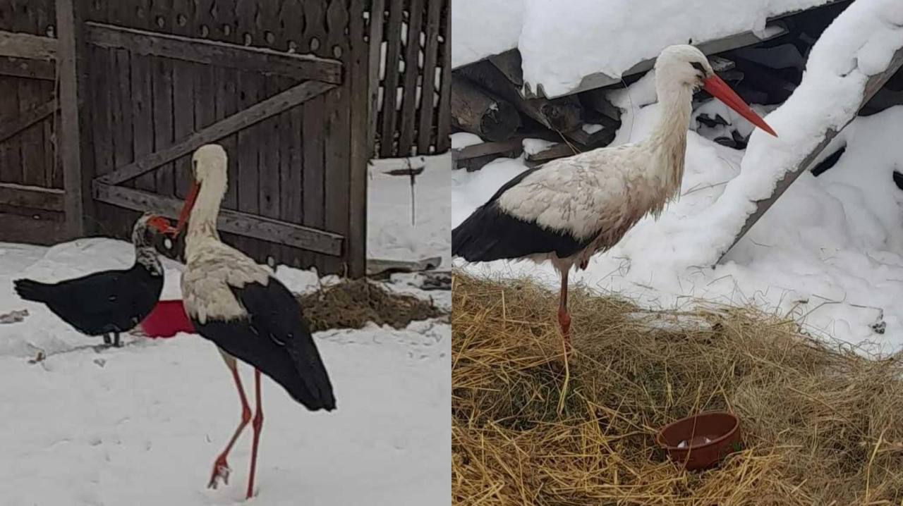 Не полетів у теплі краї: на Рівненщині врятували лелеку Бусю (ФОТО)