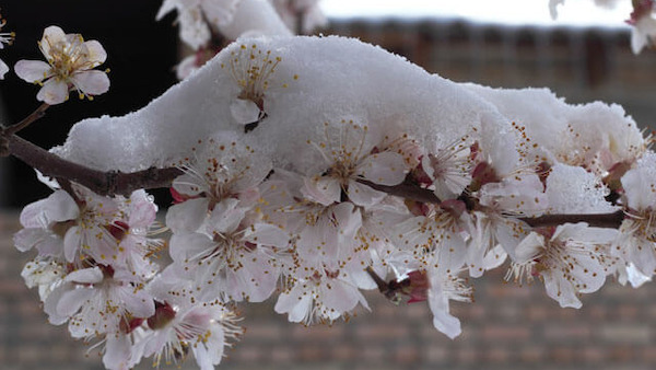 Небезпечні для квітучих дерев заморозки очікуються на Рівненщині