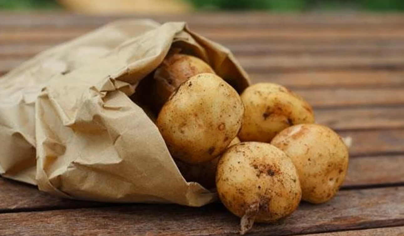 Этот метод дает двойной урожай: как правильно подготовить картофель к посадке
