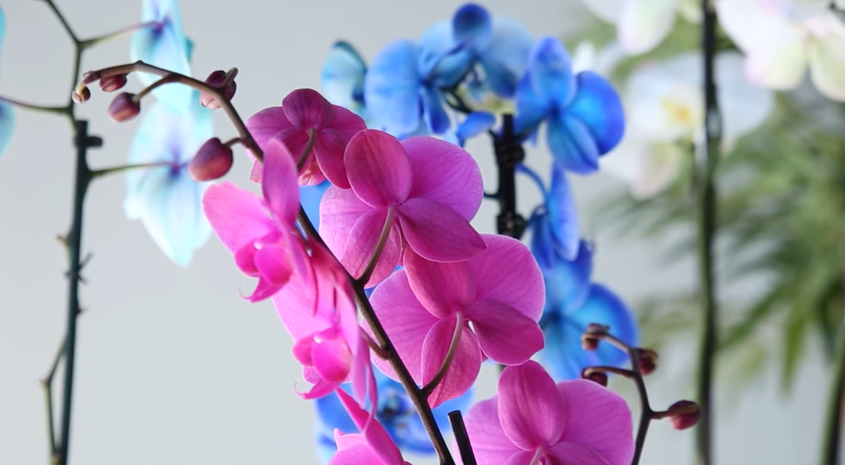 Есть нюансы, которые следует учитывать: как правильно ухаживать за орхидеями во время потепления