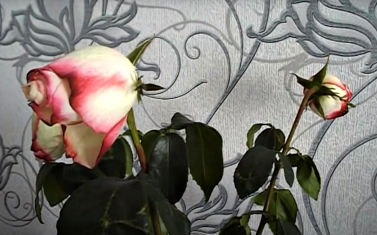 Будут долго вас радовать: 5 способов сохранить цветы в вазе свежими