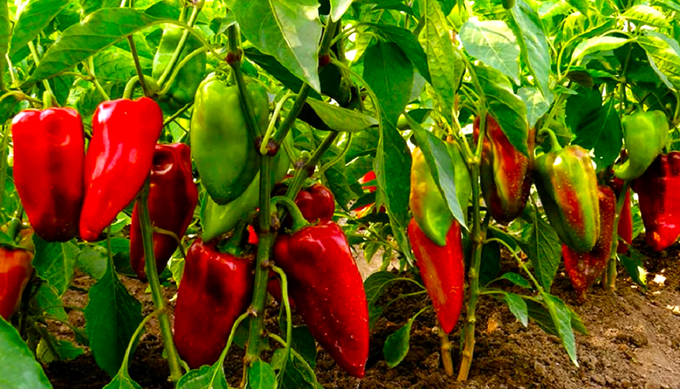 Урожай будет что надо: чем подкормить рассаду томатов, перцев и баклажанов