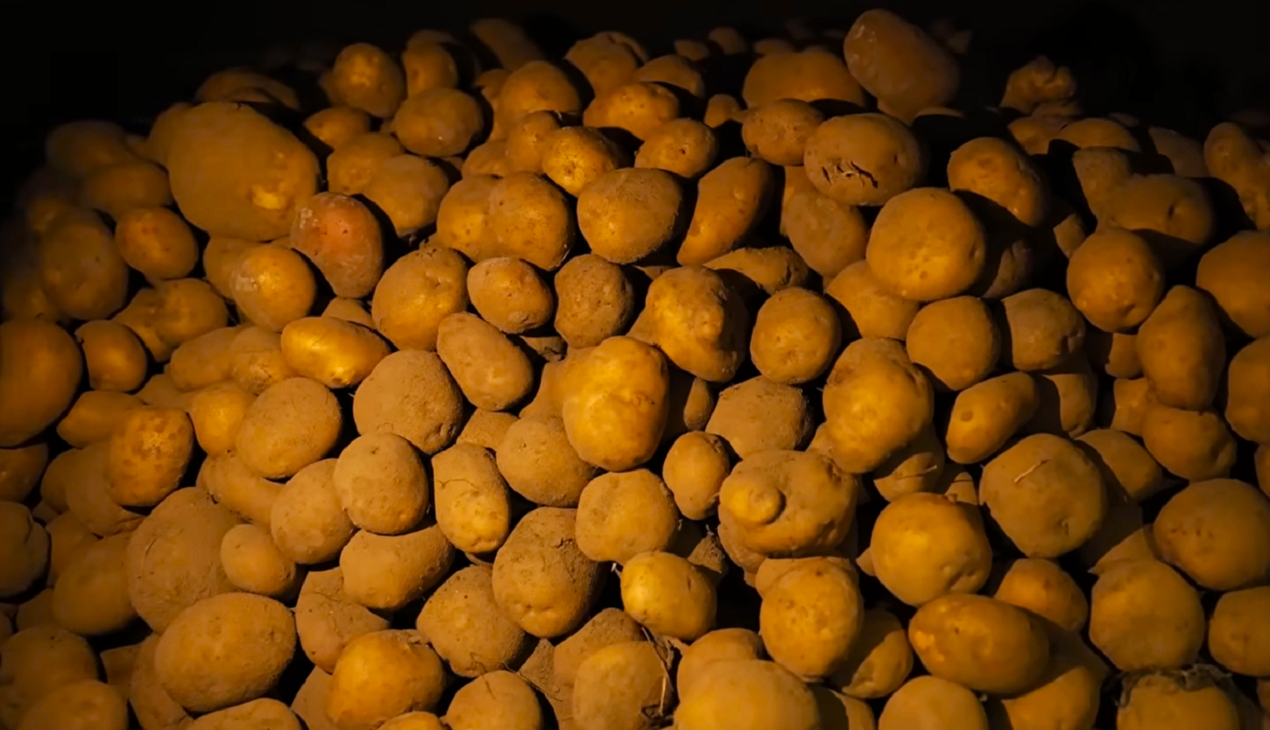 Этот день сулит большой урожай корнеплода: как подобрать правильную дату для посадки картошки