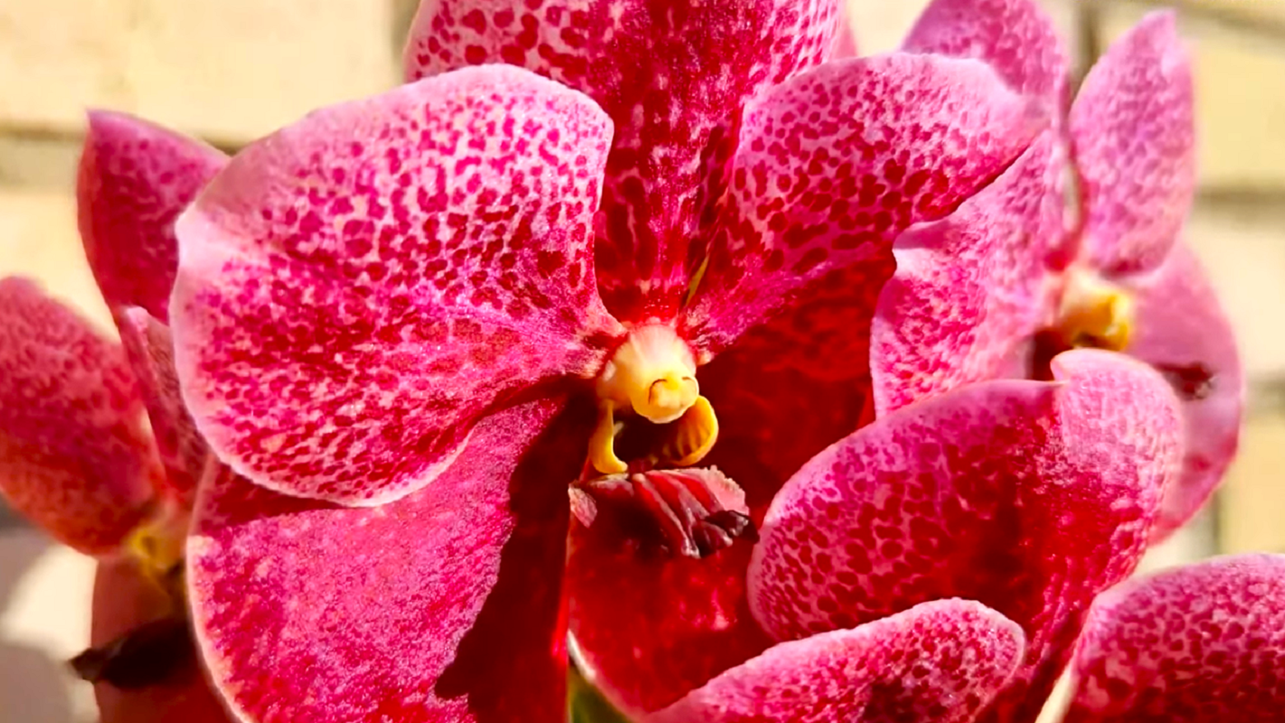 Море знаний и капля усилий – и ваши цветы вас удивят: как и чем правильно удобрять орхидеи
