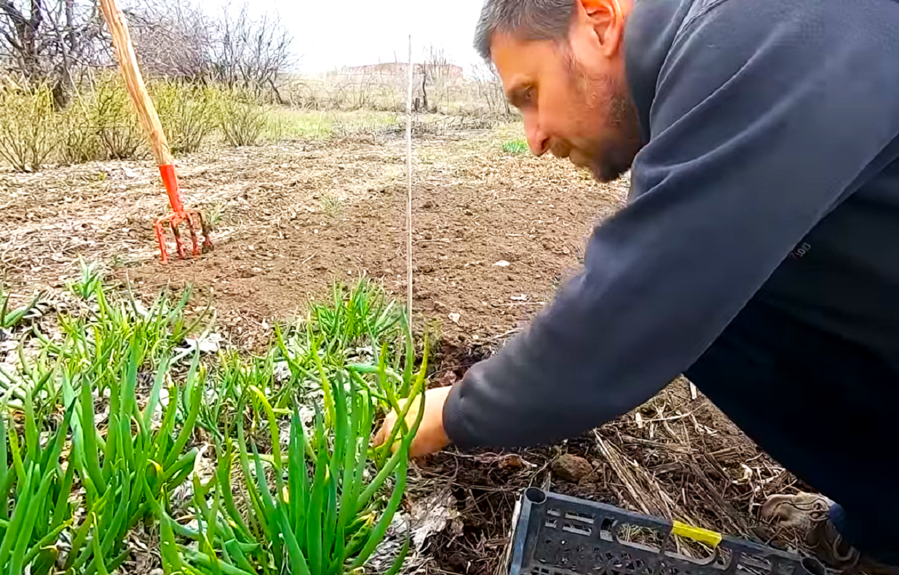 Селянам і дачникам приготуватися: місячний посівний календар на березень 2026 року - спину не розігнете