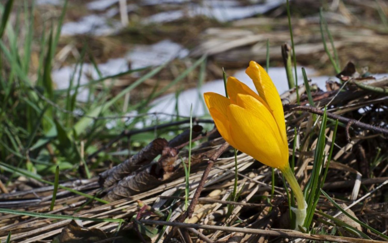 Весна бере розгін: сьогодні до +15, але частину країни ще зачепить мокрий сніг — прогноз на 4 березня