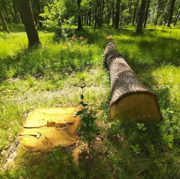 Тисячі пнів у заповідній зоні: на Тячівщині розгорівся скандал через вирубування лісу