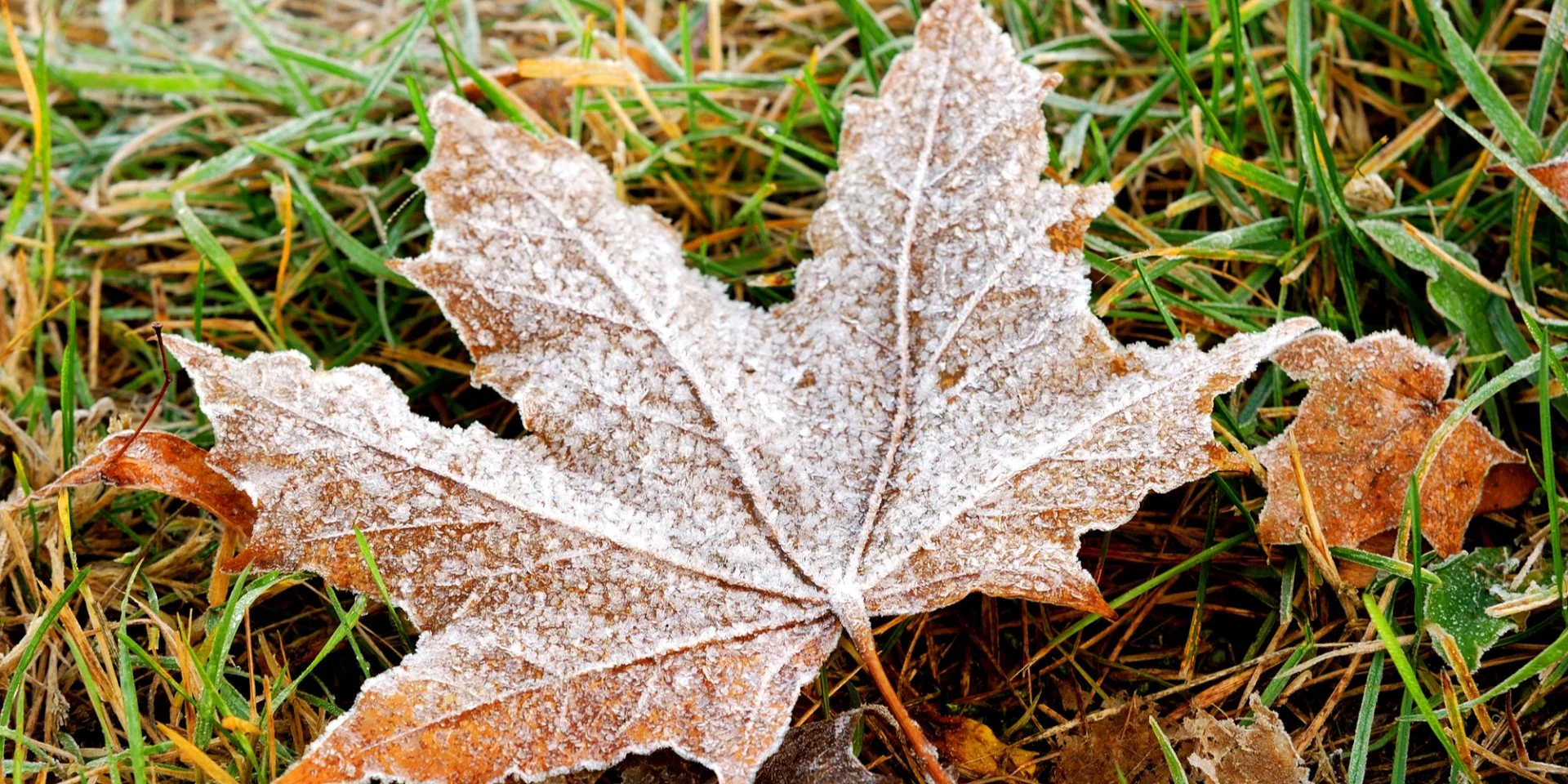 Погода портится. Где пройдут дожди с мокрым снегом и будет ночной мороз -5 в течение недели в Украине