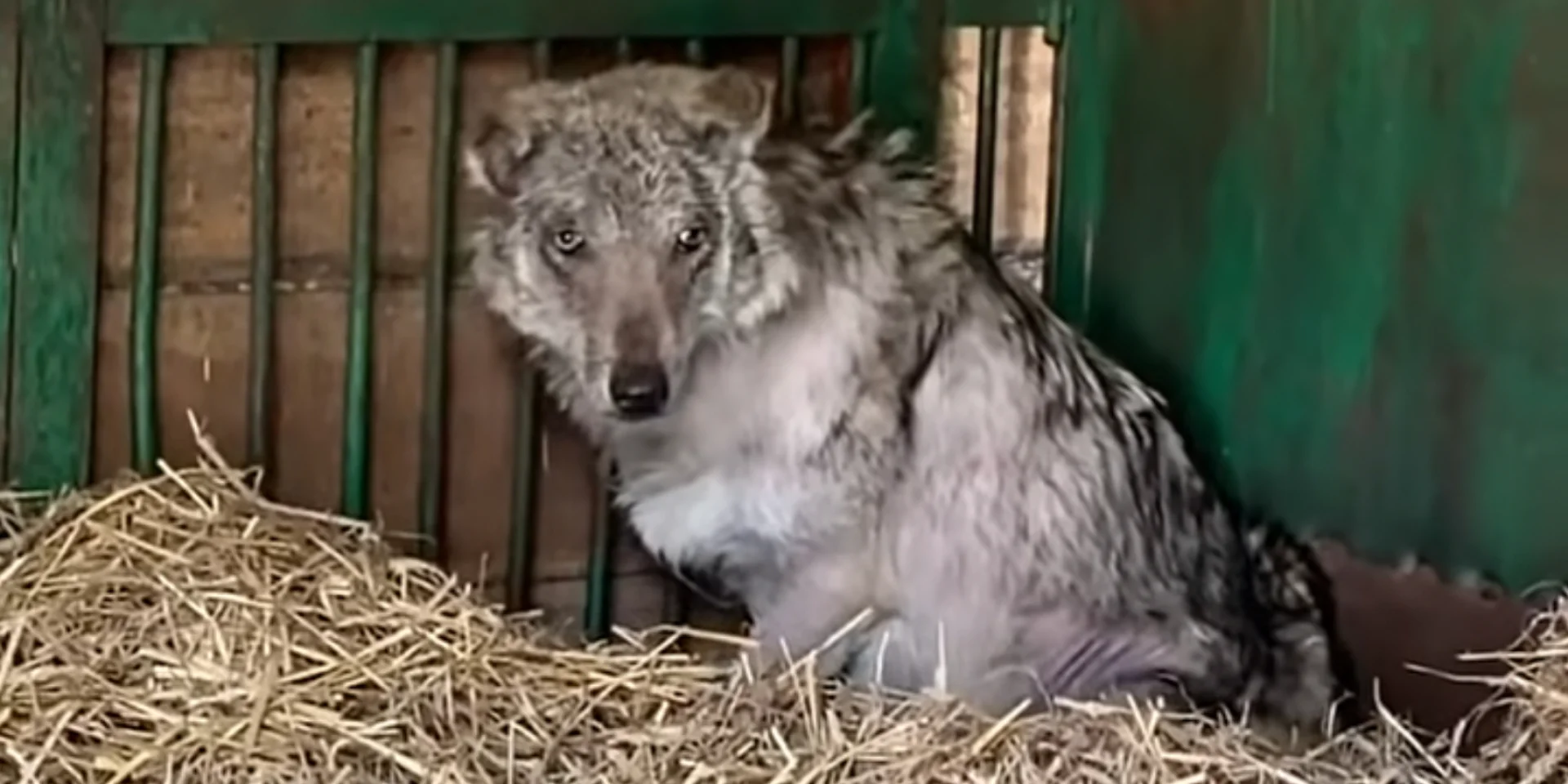 «Забился в угол вольера и трясся». Волк Байк, которого эвакуировали из Сумской области, испугался звука самолета — что говорят зооволонтеры