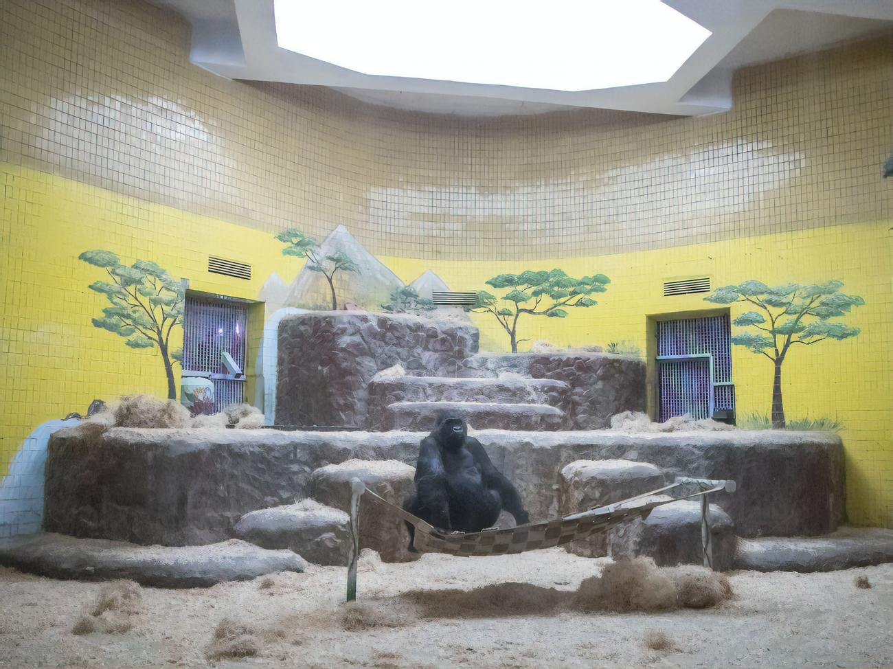 Зоопарк устраивал акцию. Отопление в зоопарке. Зоопарк с гориллами в Казани. Горилла в Казанском зоопарке.