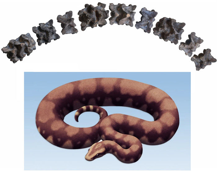 В Индии нашли остатки гигантской эоценовой змеи