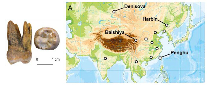 Отсеквенирован геном раннего денисовца
