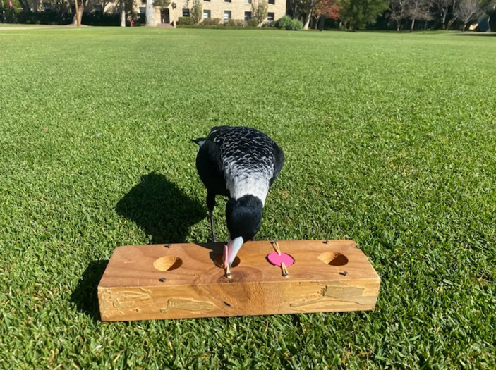 Сообразительность вороны зависит от количества социальных взаимодействий в детстве