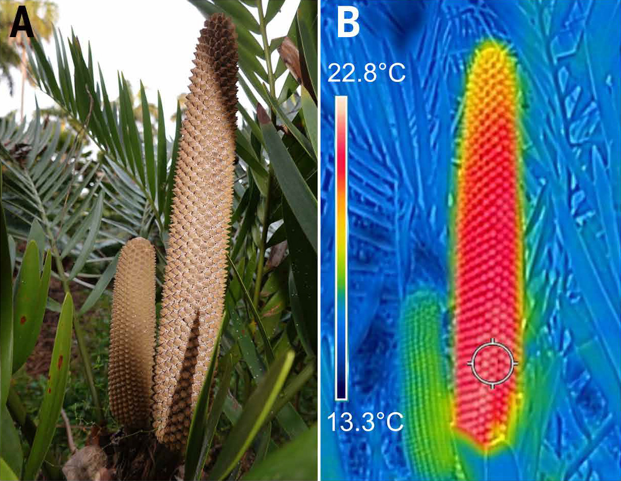 Инфракрасное излучение — древнейший сигнал для привлечения опылителей