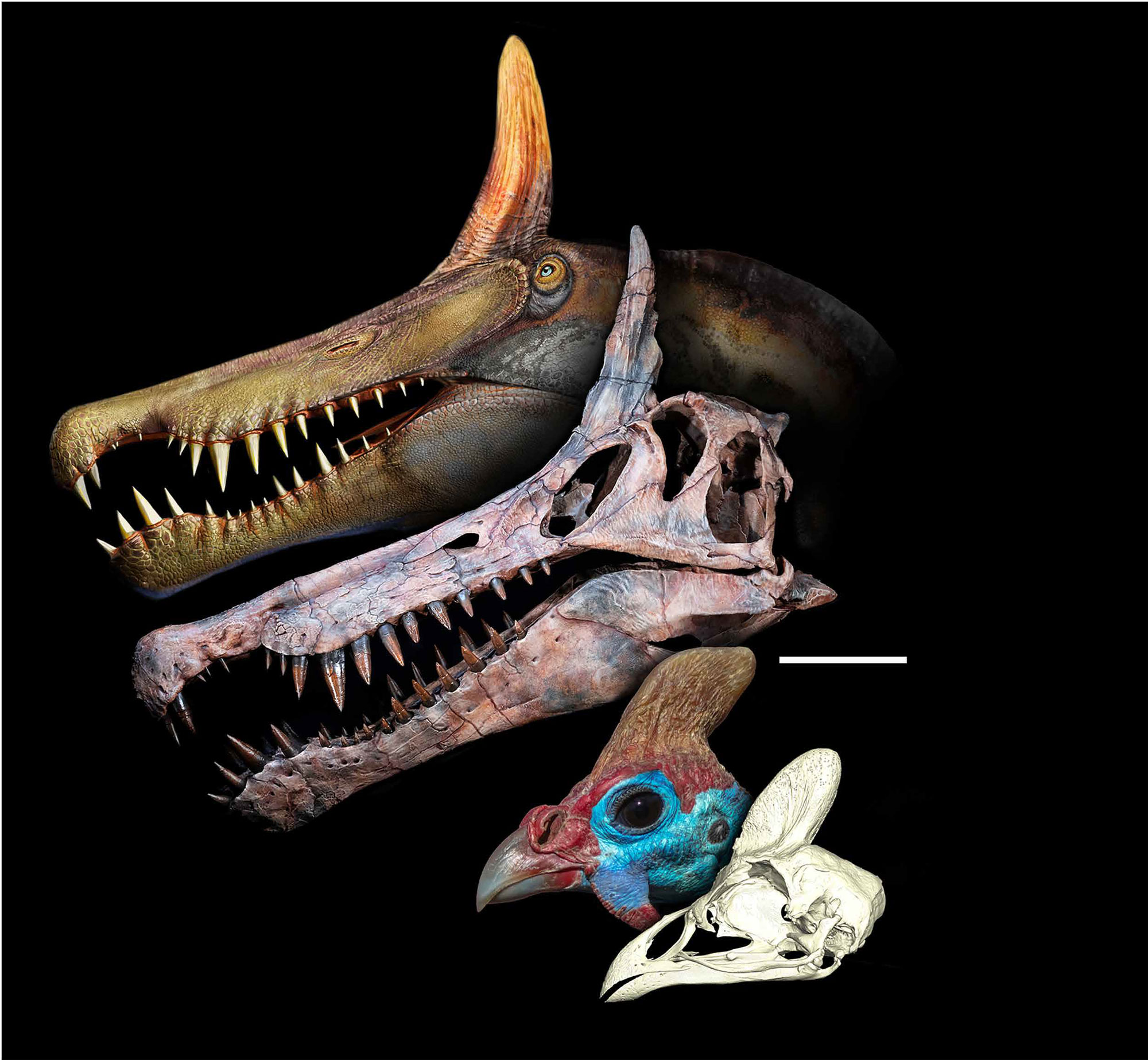 «Венценосный» спинозавр из Сахары свидетельствует о поэтапной эволюции спинозаврид