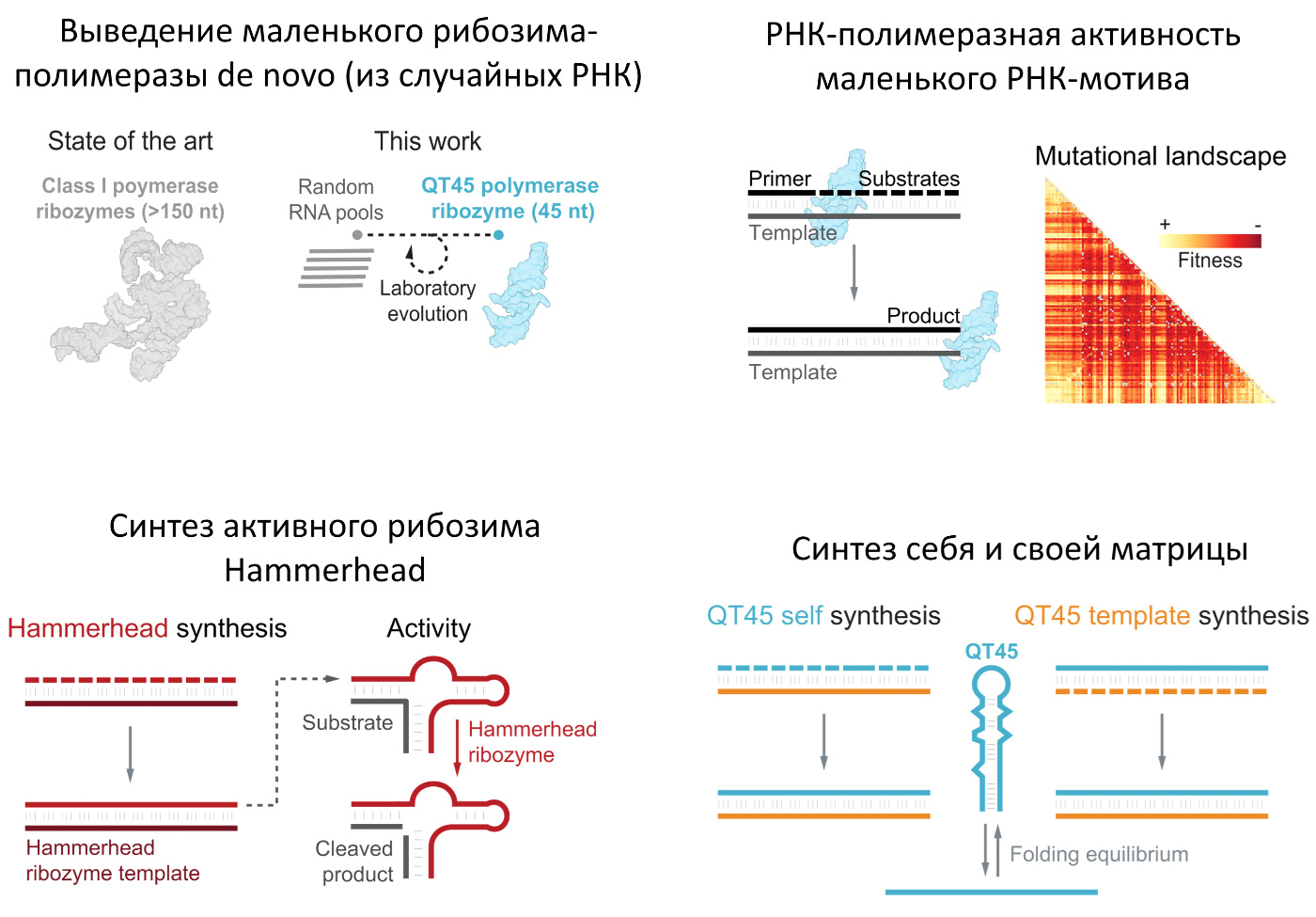 Найден маленький рибозим-полимераза, способный реплицировать сам себя