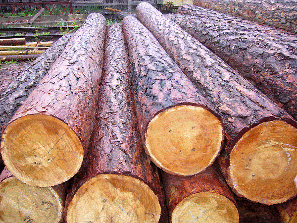 Скасування мораторію на експорт лісу-кругляку завдасть удару деревообробній галузі