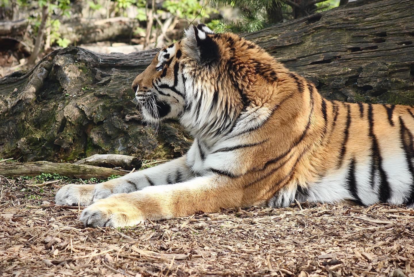 З понеділка переселенці зможуть відвідати черкаський зоопарк за ціною пільгових категорій