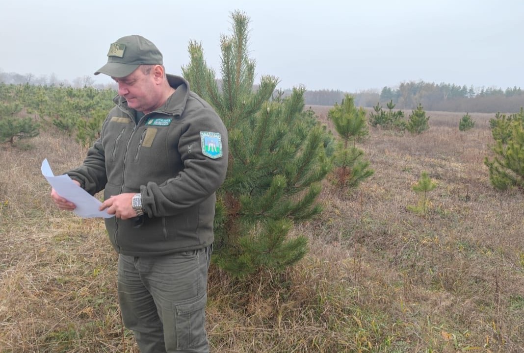 На Черкащині перевіряють законність порубки та продажу ялинок: є порушення