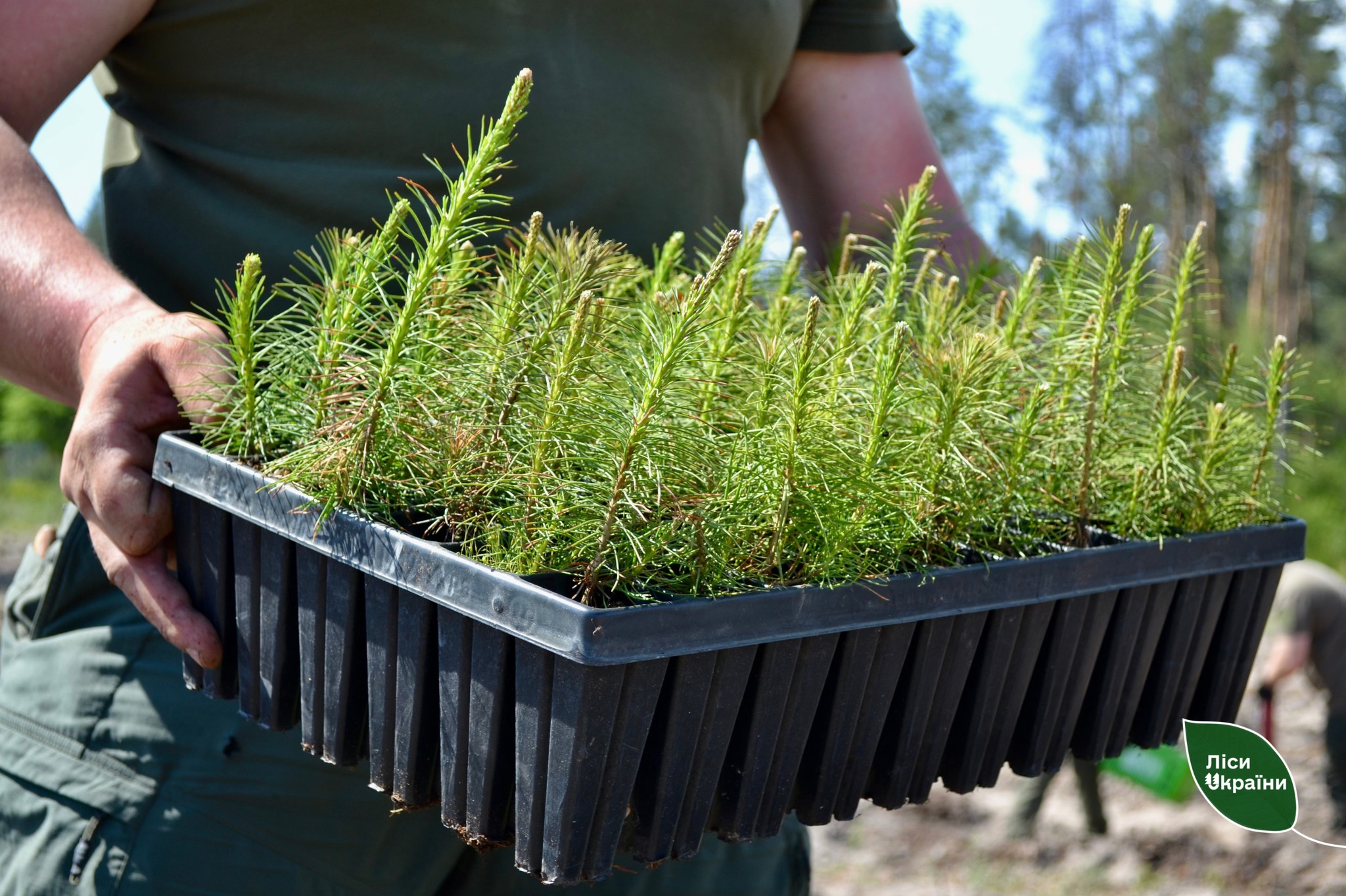 На Черкащині цієї весни планують відновити понад 620 гектарів лісу