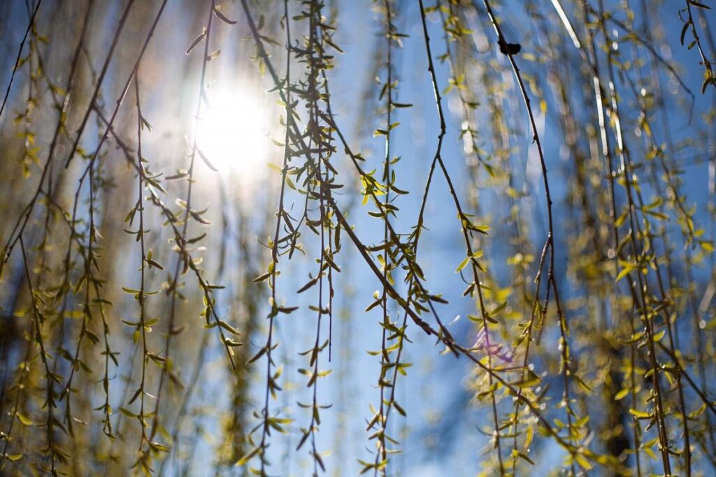 На Черкащині прогнозують вихідні без опадів, але з нічними заморозками