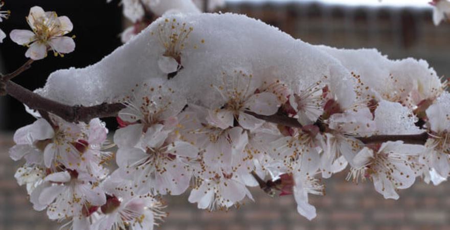 Після +20° на Черкащині прогнозують заморозки і невеликий сніг
