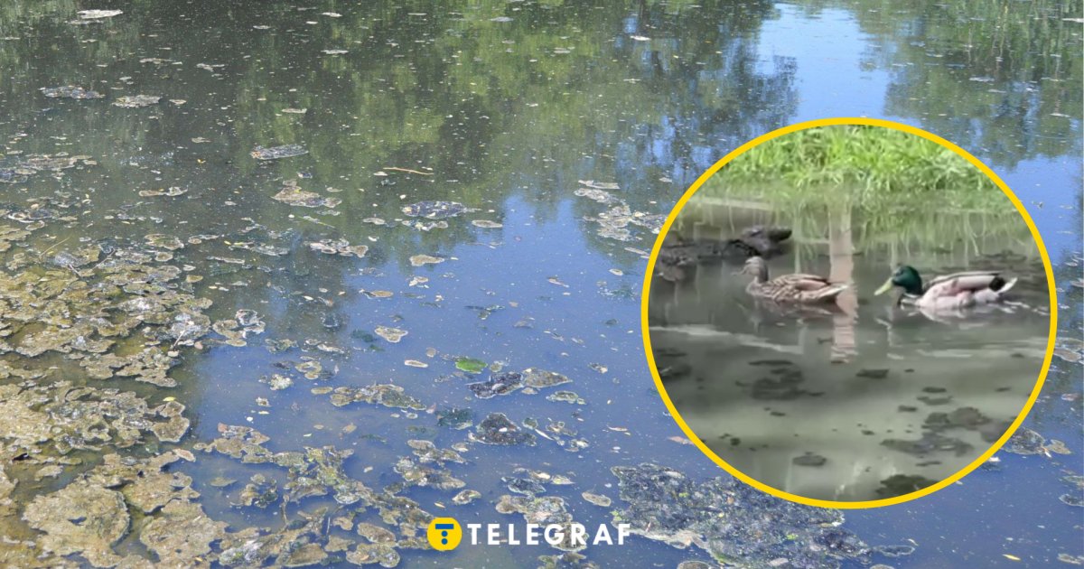 В Киеве сточные воды затопили одну из улиц: там даже завелись утки (видео)