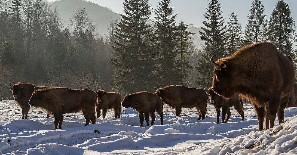 Он весит тонну — но беззащитен перед человеком: "Телеграф" узнал, сколько зубров осталось в Украине