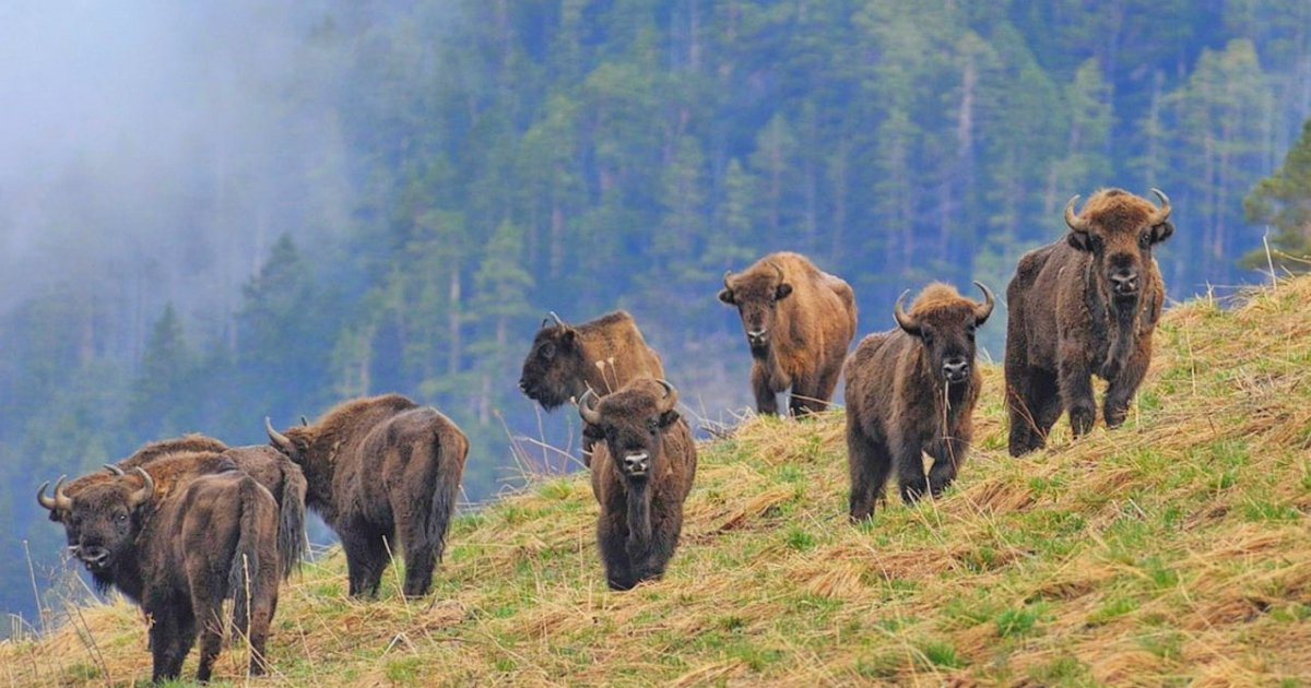 В Украине настоящие великаны, у россиян — только гибриды: что не так с зубрами на Кавказе (видео)