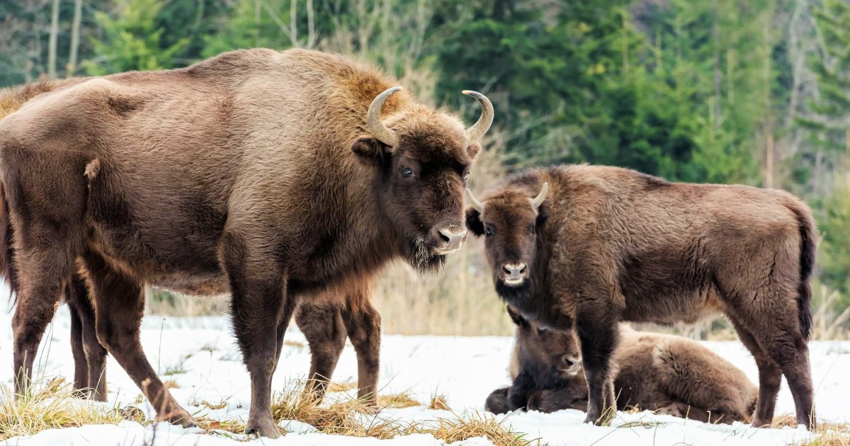 Существует ли суперзубр? Эксперт рассказал, на какие выкрутасы способно животное весом в тонну (видео)