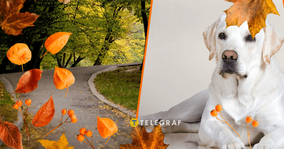 Король осени в Киеве: лабрадор с особой гривой покорил соцсети (видео)