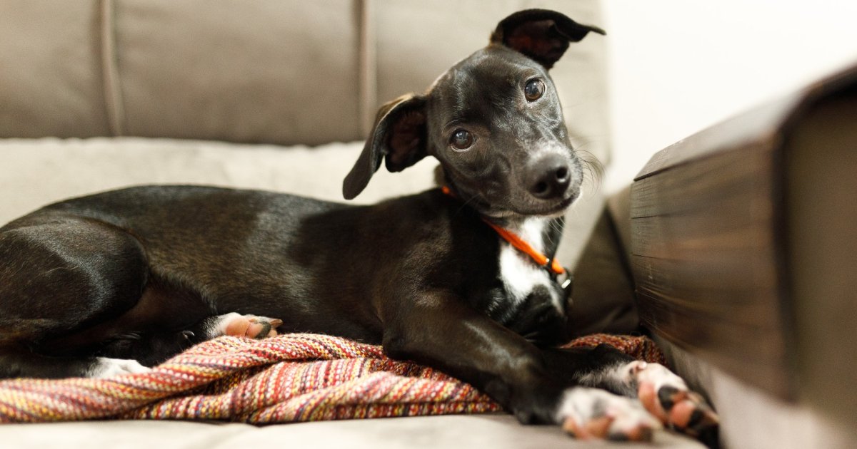 Почему собаки наклоняют голову, когда вы с ними говорите? Это не просто милая привычка