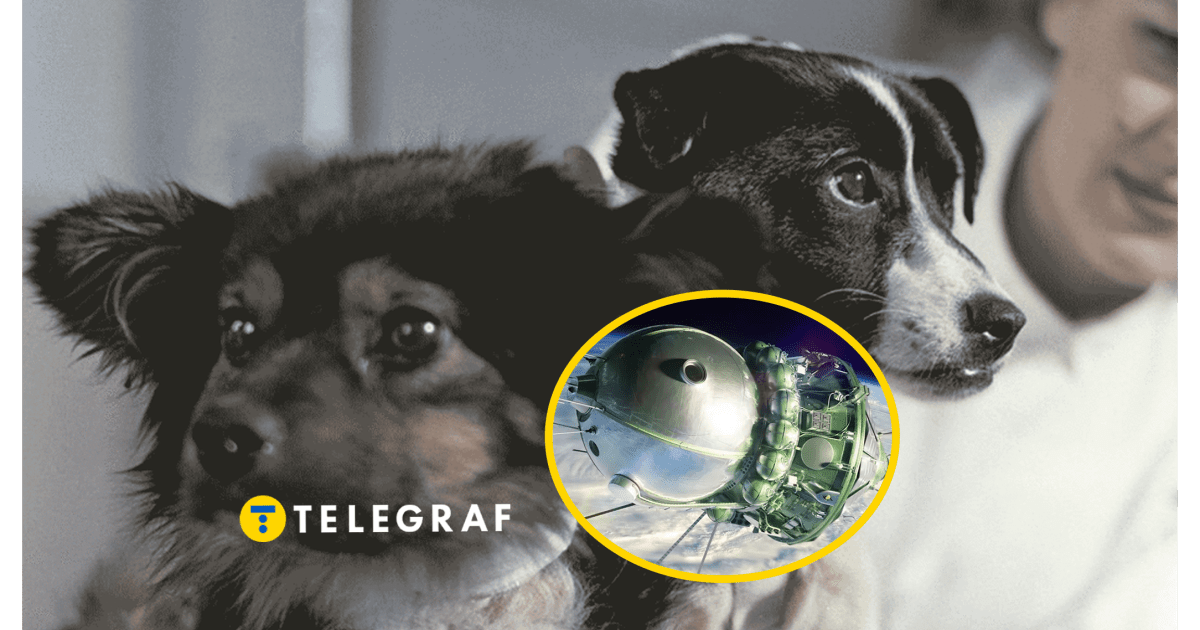 Четвероногие космонавты: 58 лет назад СССР отправил на орбиту двух собак — их рекорд не побит до сих пор