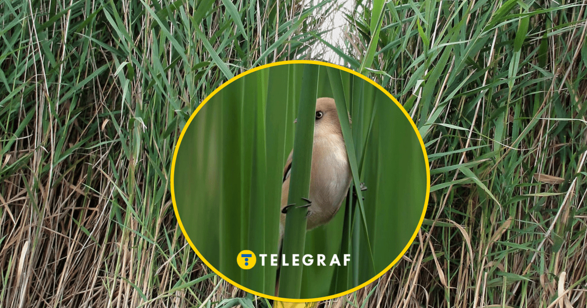 Он "носит" красивые усы: в Украине увидели птицу, живущую среди камышей (видео)