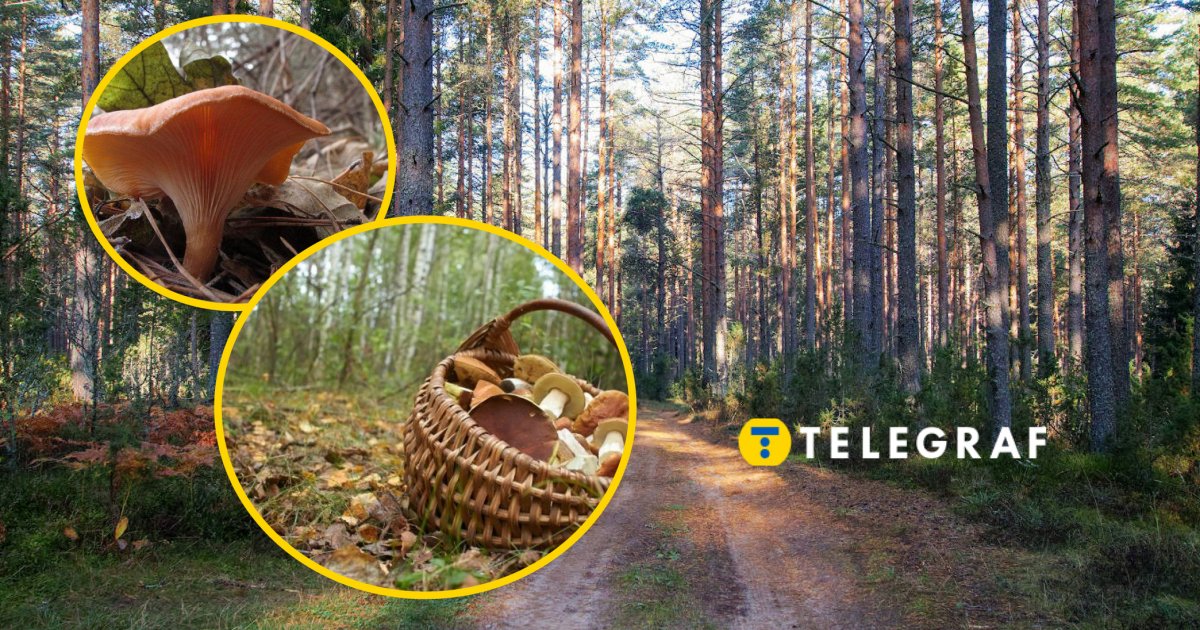 Не путайте его с лисичкой: этот "болтливый" гриб содержит яд, как он выглядит (фото)